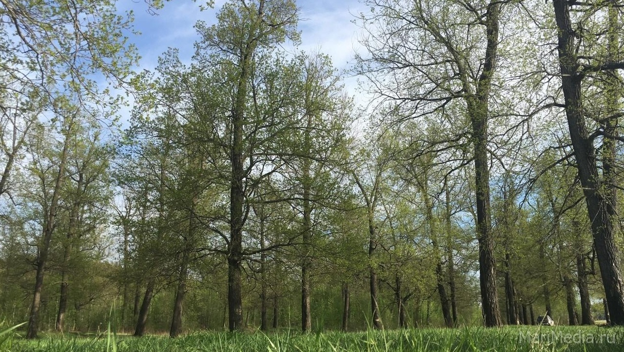 В Марий Эл с 21 апреля будет введён особый противопожарный режим