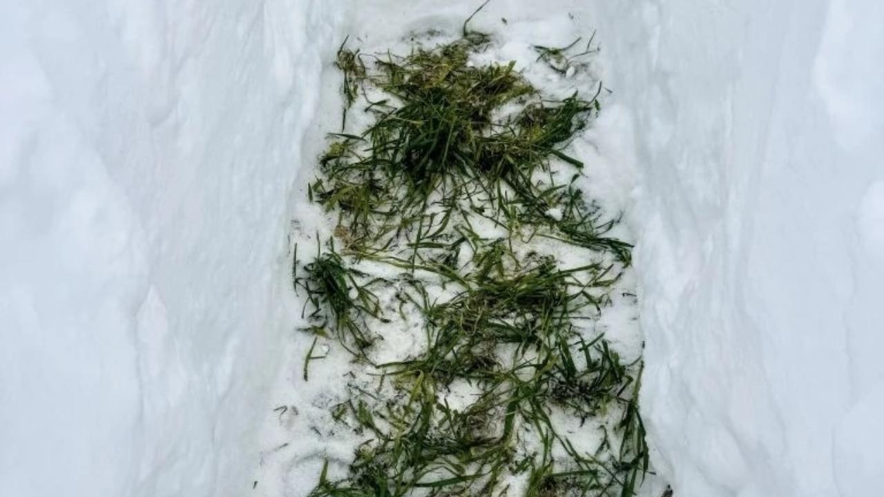 В Марий Эл проверили состояние озимых под снегом