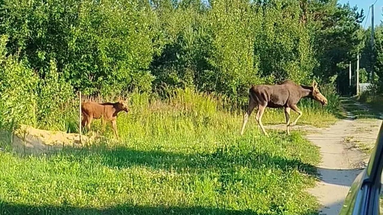 На огороды жителей Марий Эл стали часто захаживать кабаны, лоси и медведи 