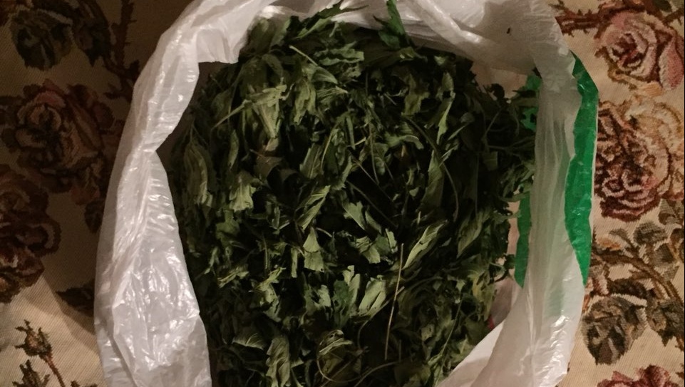 Незаконная плантация: в Марий Эл полицейские ликвидировали конопляные посадки