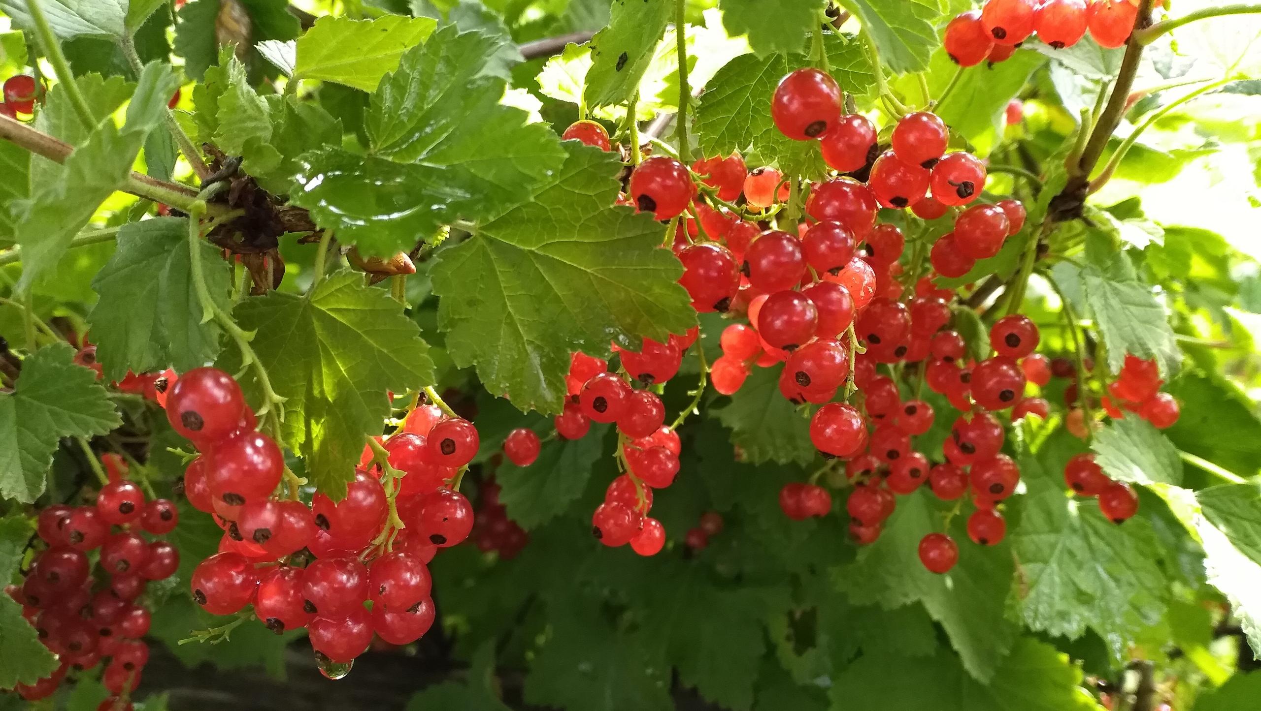 Смородина может разжижать кровь, что повышает риск отрыва тромба