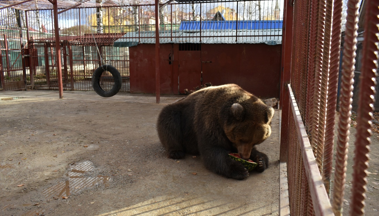 В мини-зоопарке «Чудо-остров» животным устраивают водные процедуры