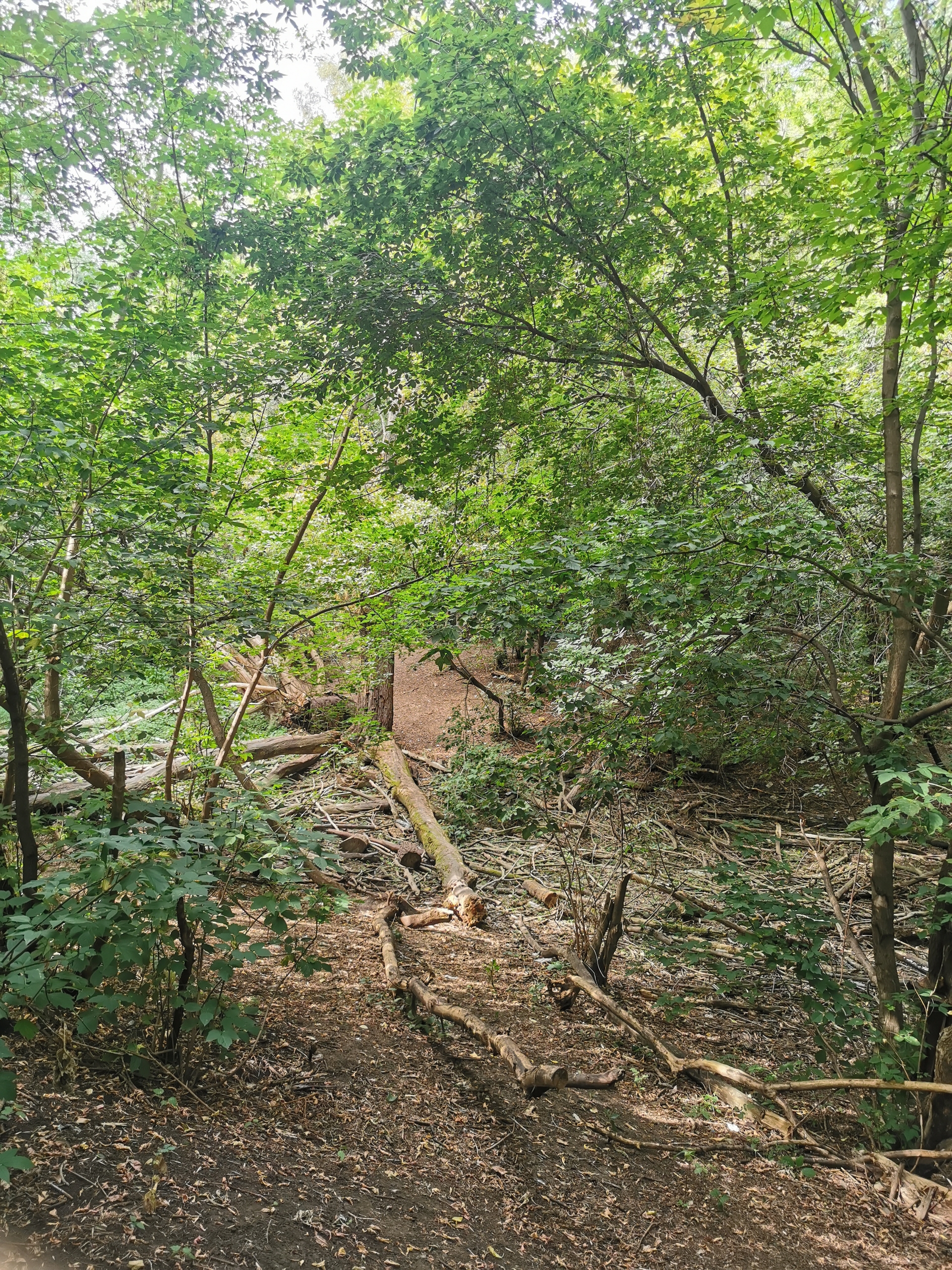 Американский клён-вредитель предлагают заменить на татарский