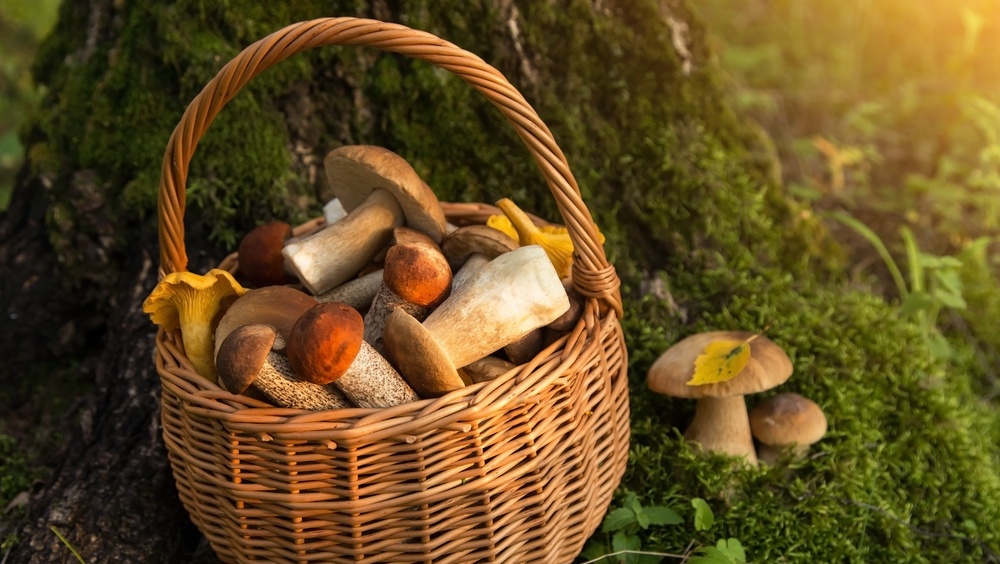 В Сернурском районе во время сборов грибов потерялась 53-летняя женщина