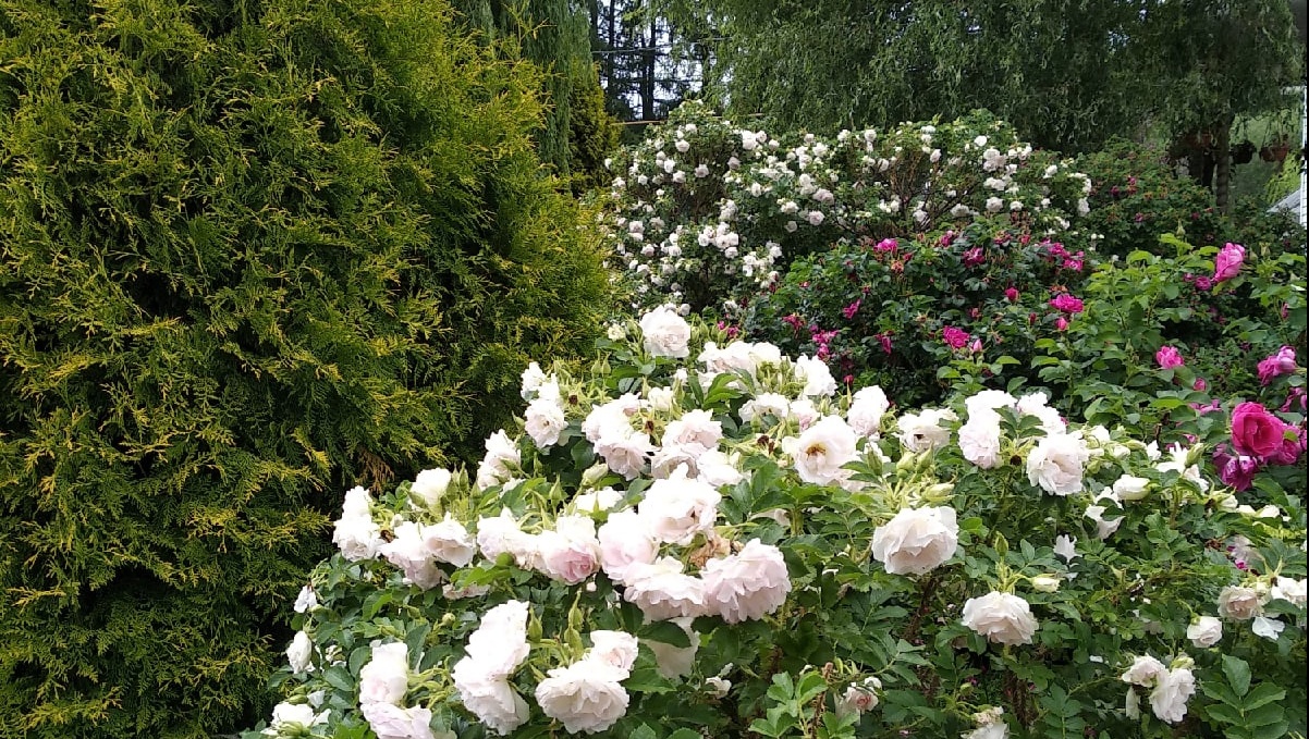 В Ботаническом саду начался сезон цветения роз