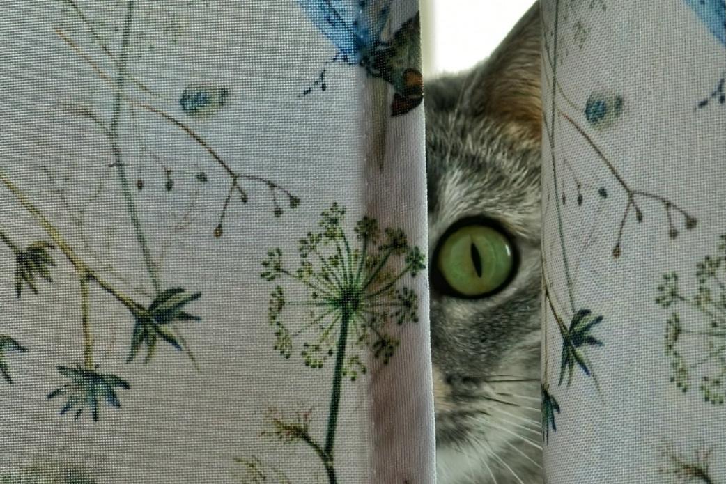 Замуррчательная фотовыставка