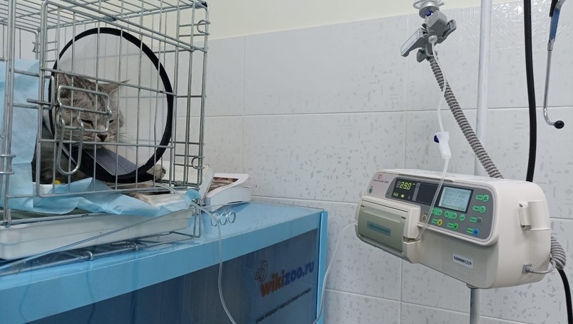 Медведевская ветеринарная клиника в мартовские праздники не работает