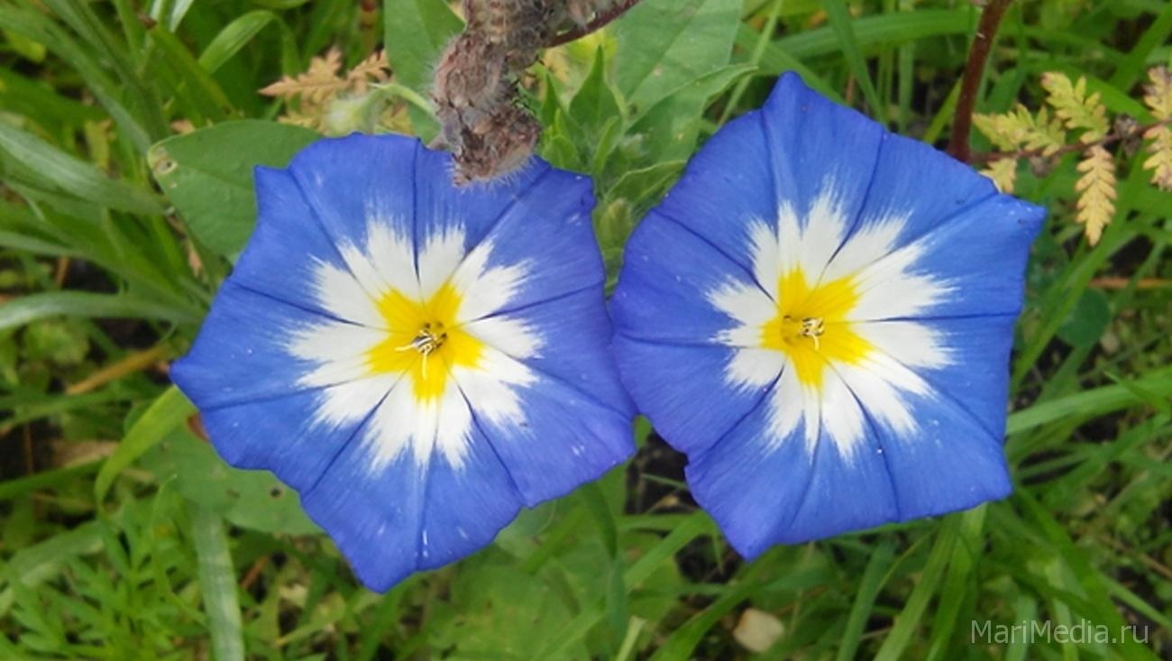 Выращивание ипомеи трёхцветной оказалось под запретом