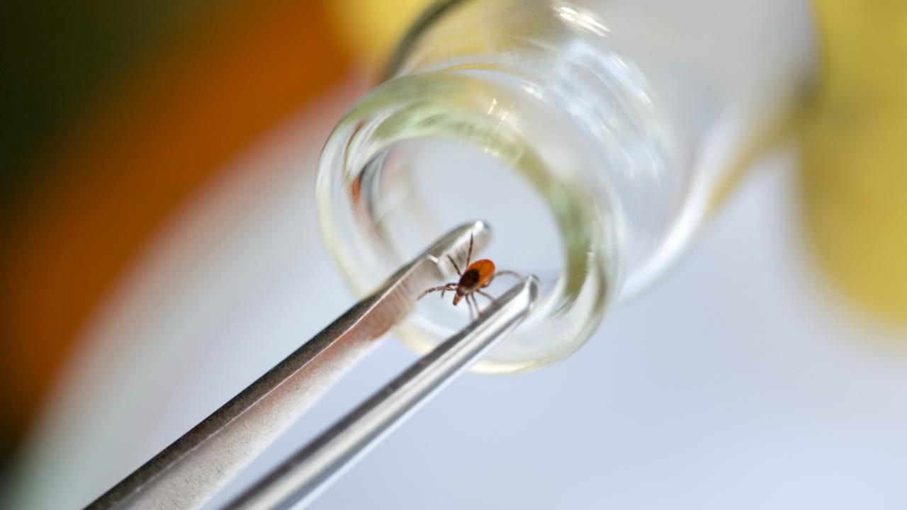 Эпидемиологи Марий Эл рекомендуют привиться от клещевого энцефалита