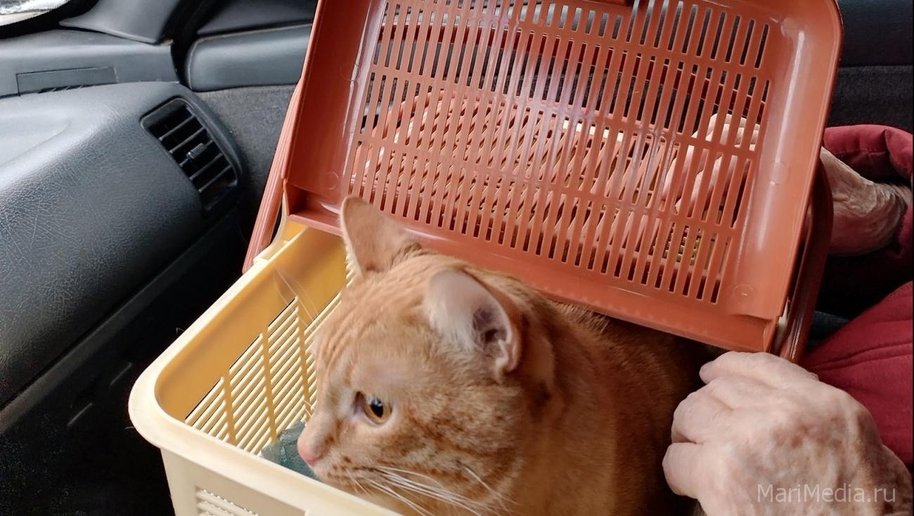 Животное в такси — это не пассажир, а скорее груз или багаж