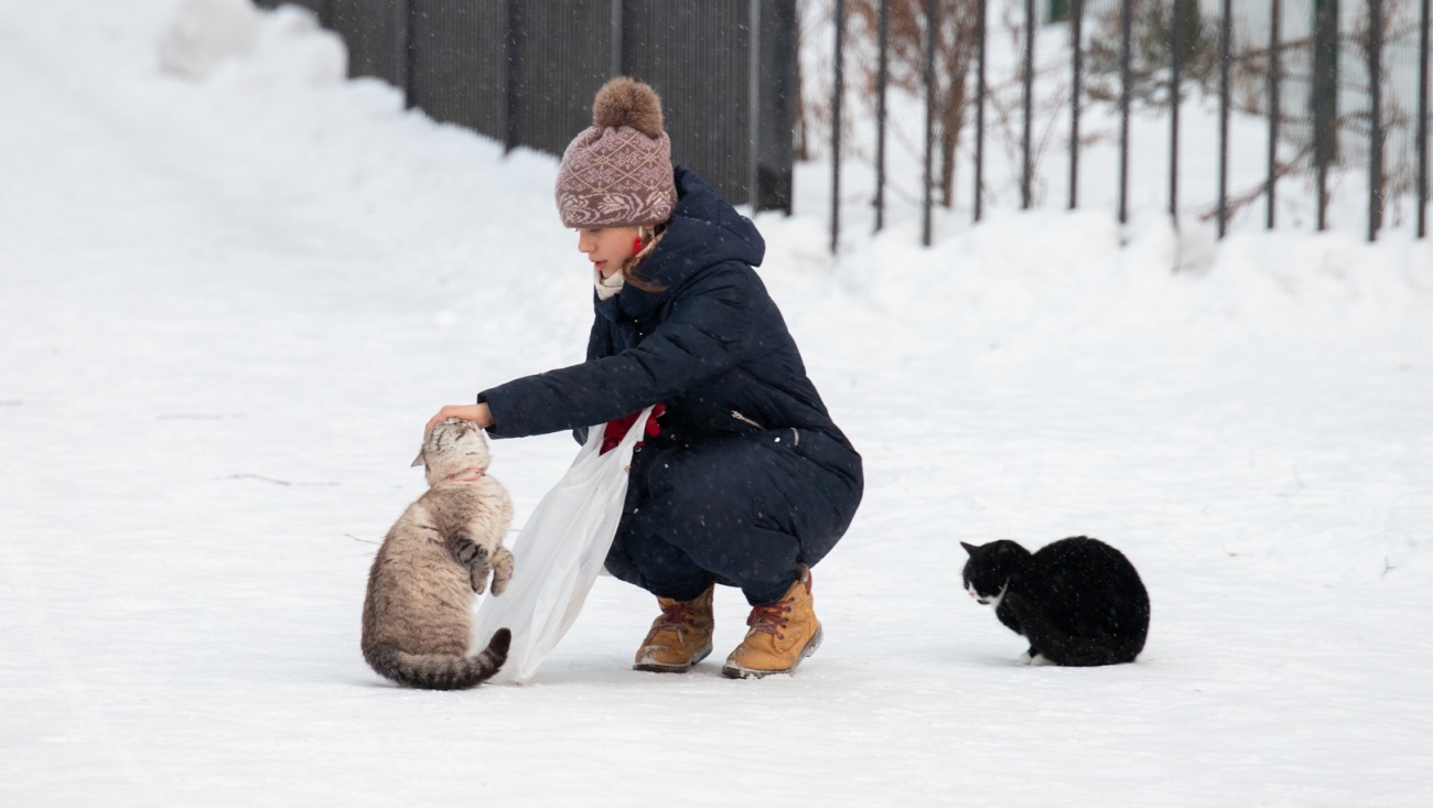 В Йошкар-Оле откроется памятник-копилка для помощи бездомным животным