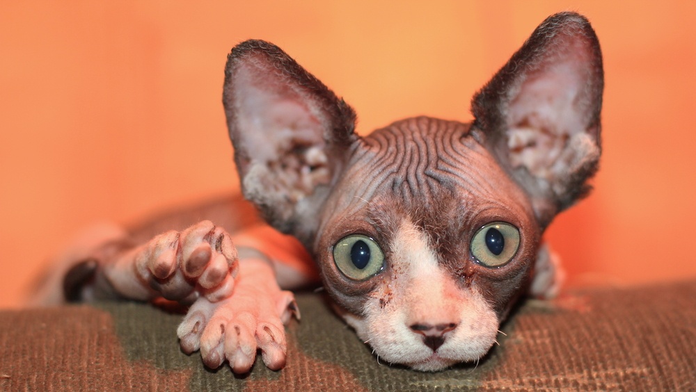 Продавая сфинкса, женщина потеряла 20 тысяч рублей