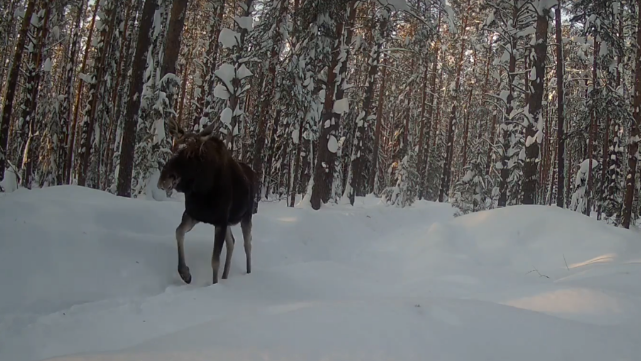 Куда пошёл лось по протоптанной дорожке в заповеднике Марий Эл