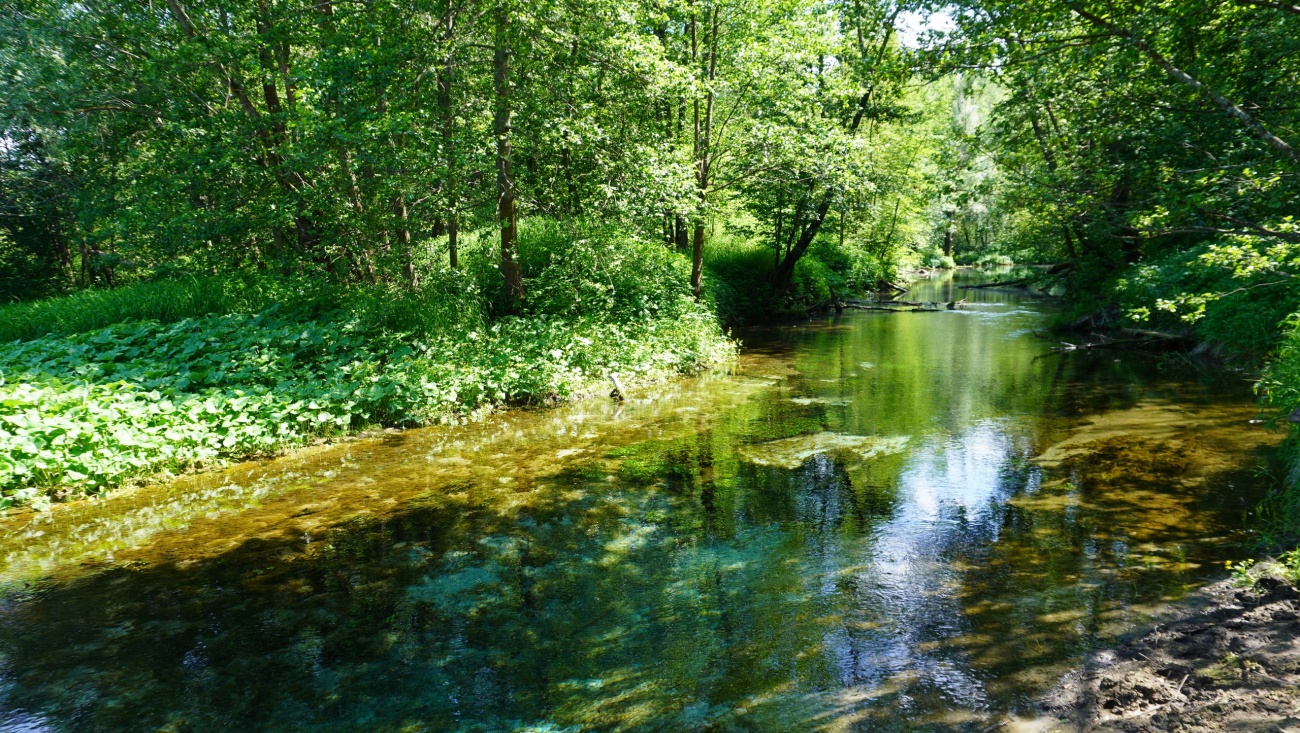 В лесах Марий Эл сохраняется 5 класс пожароопасности