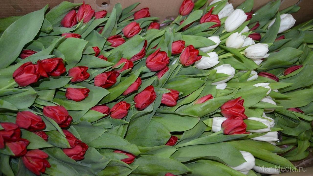Семья фермеров из Волжского района вырастила 60 тысяч тюльпанов к 8 Марта