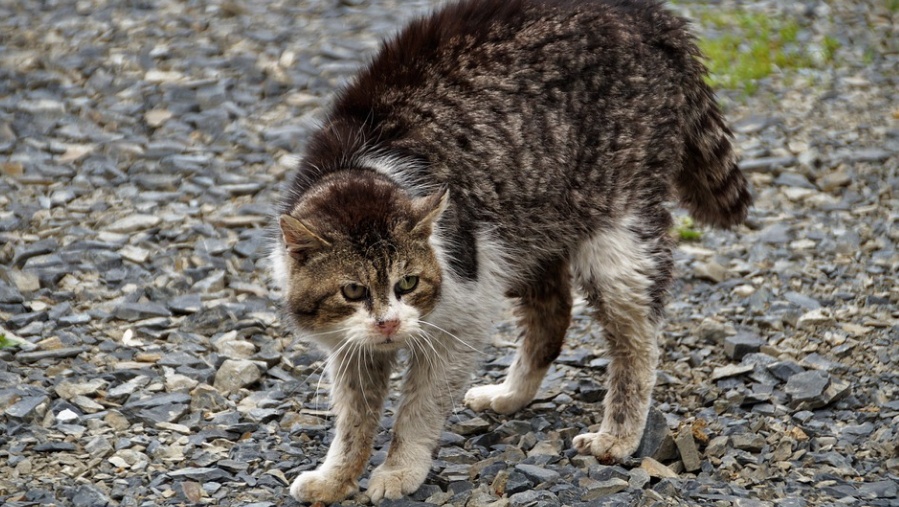 Прокуратура оштрафовала мэра Волжска на 30 тысяч