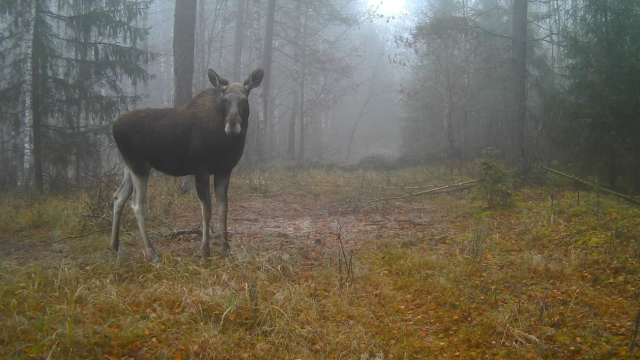 ВТБ и Фонд защитников природы предоставят фотоловушки заповедным территориям страны