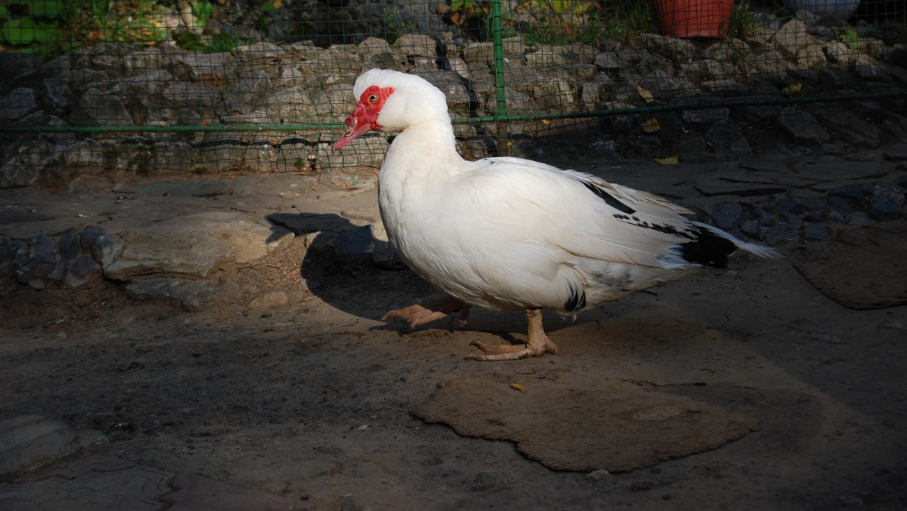 Медведевский мини-зоопарк переходит на зимний режим работы
