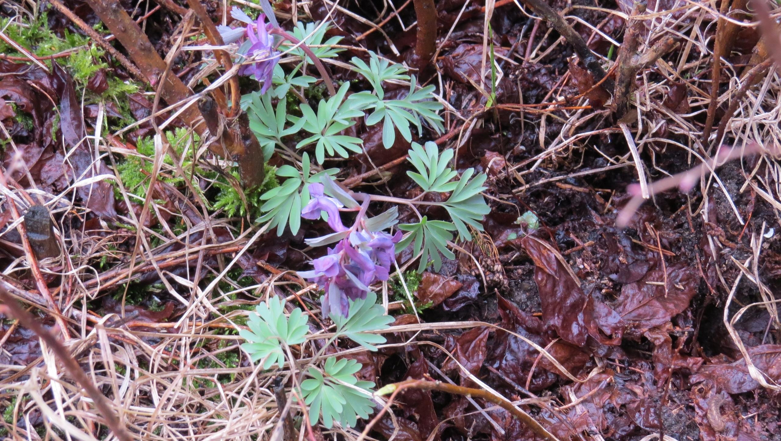 В заповеднике «Большая Кокшага» расцвёл биологический маркер