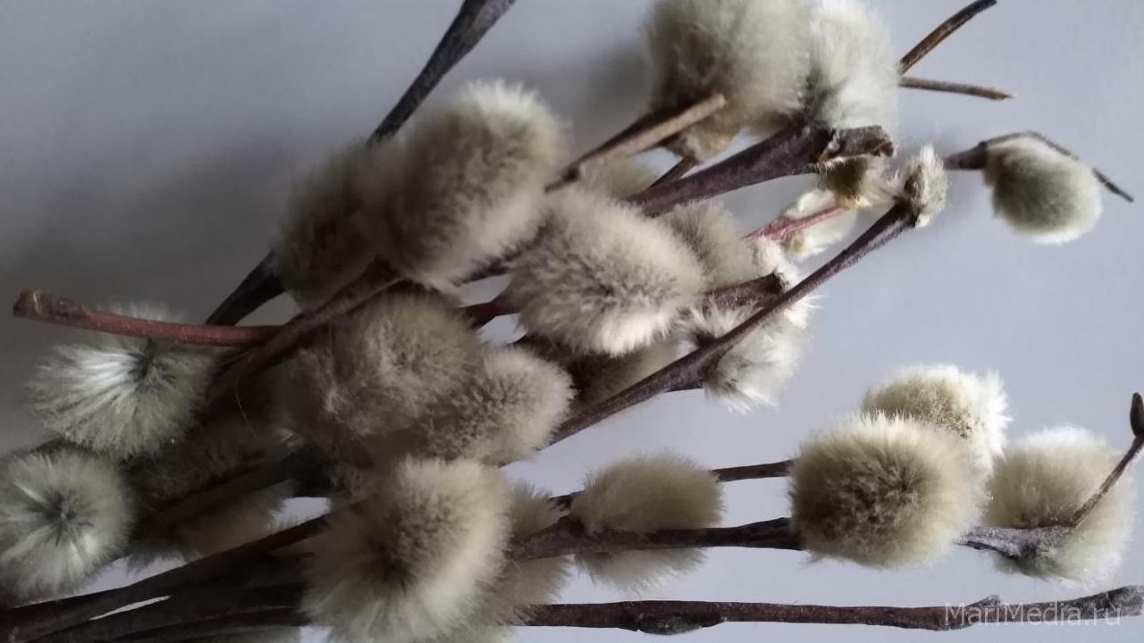 Протоиерей разъяснил, чем аллергикам заменить вербу в Вербное воскресенье