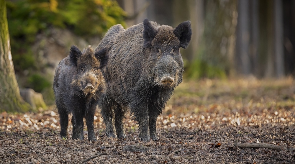 В Нижегородской области на границе с Марий Эл установлен карантин по АЧС