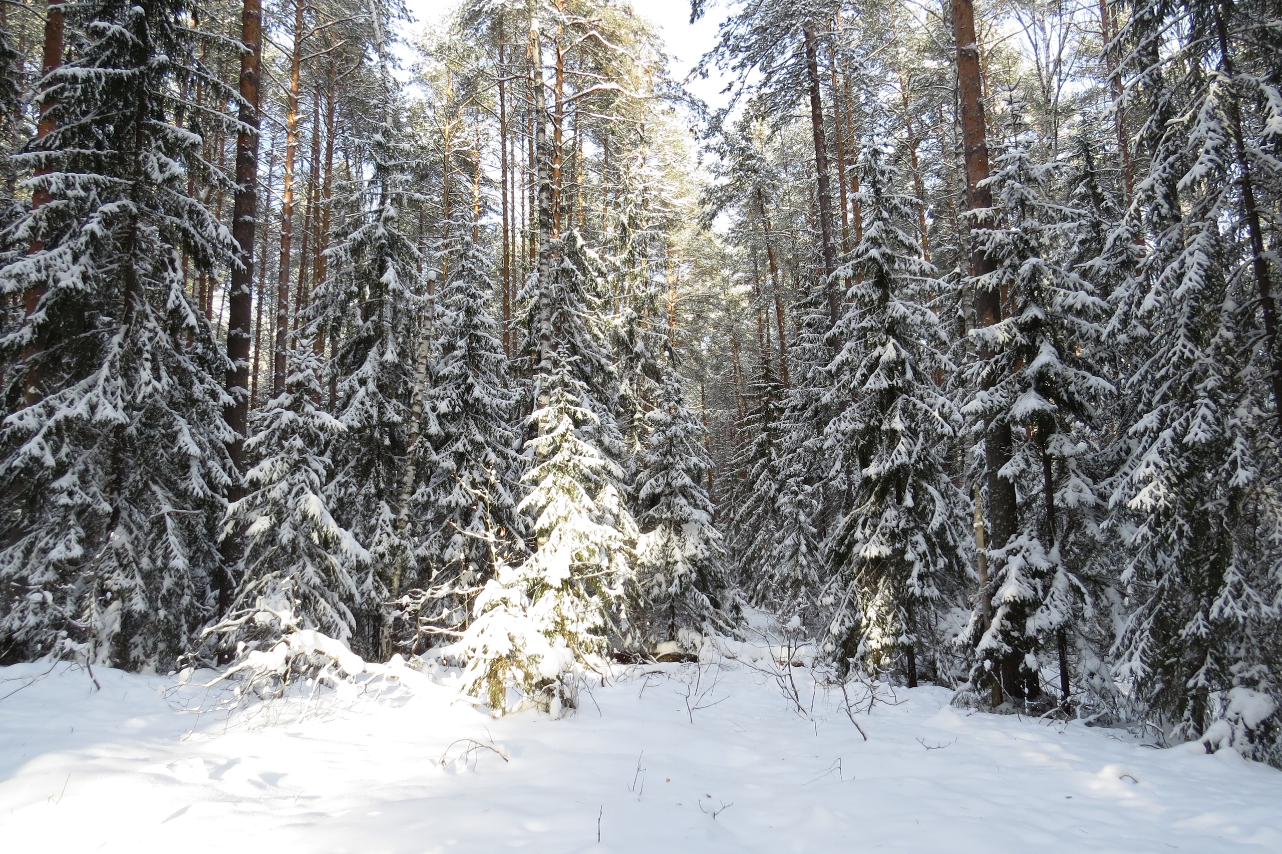 В заповеднике «Большая Кокшага» столбики термометров опустились до -31°С 