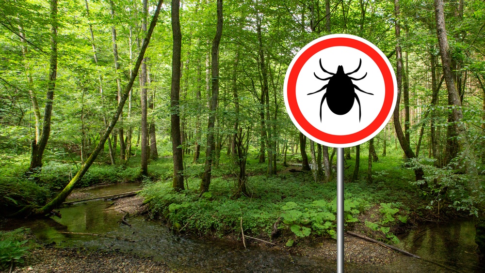 Погода сдерживает активность клещей в Марий Эл