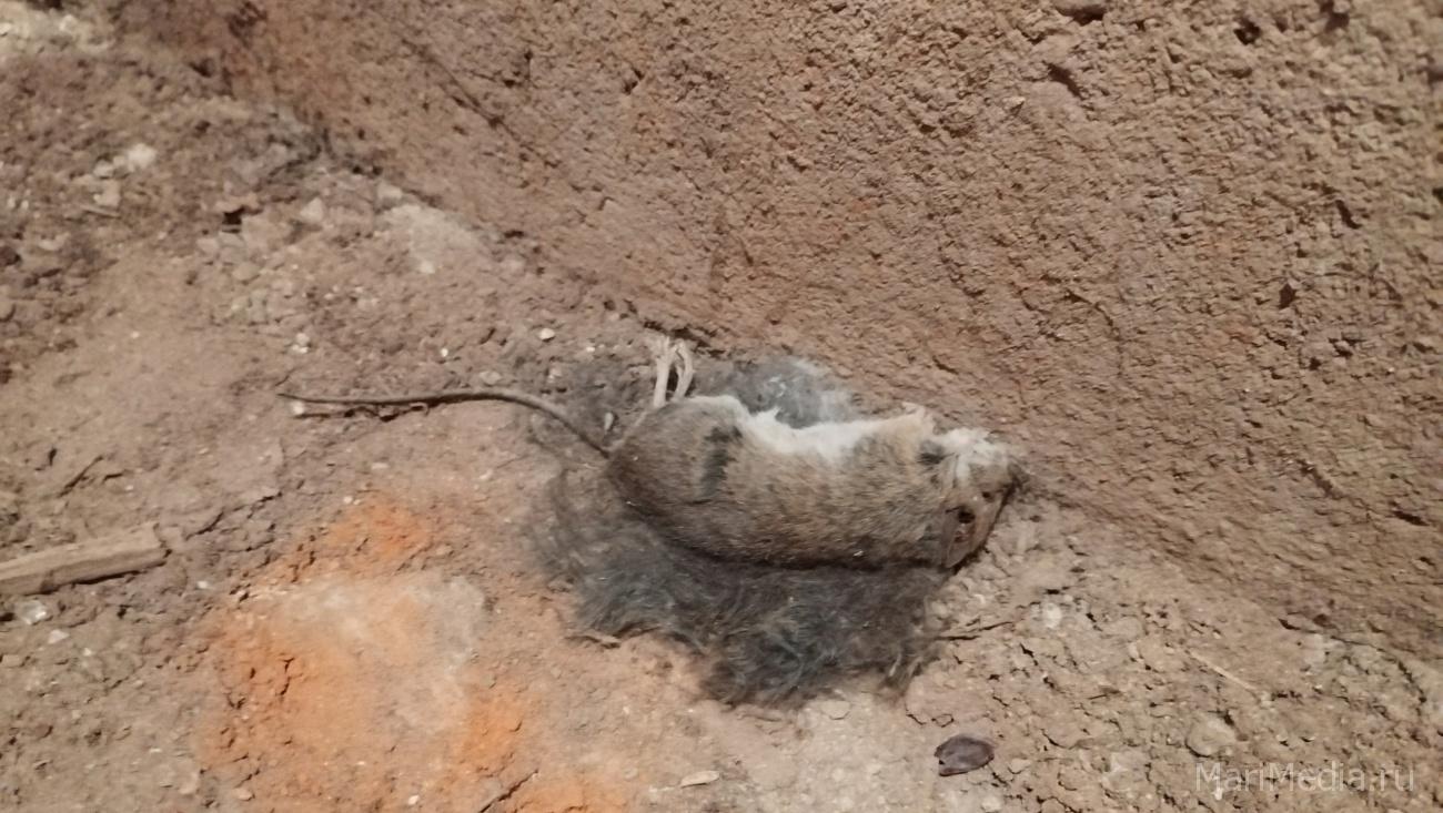 Жительница Йошкар-Олы заразилась ГЛПС