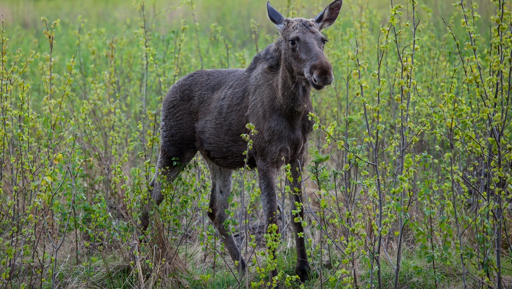 Специалисты предупредили о выходе животных на трассы в Марий Эл