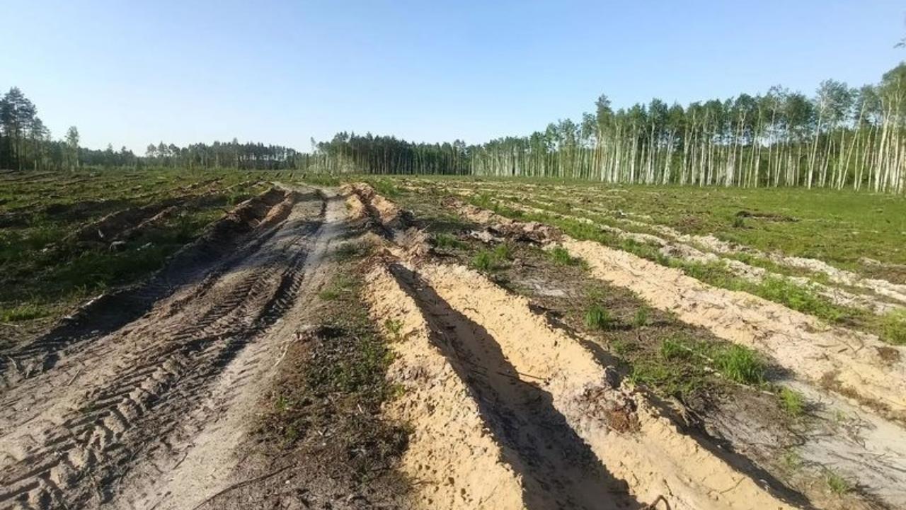 В Марий Эл за полгода восстановили 1272 га леса