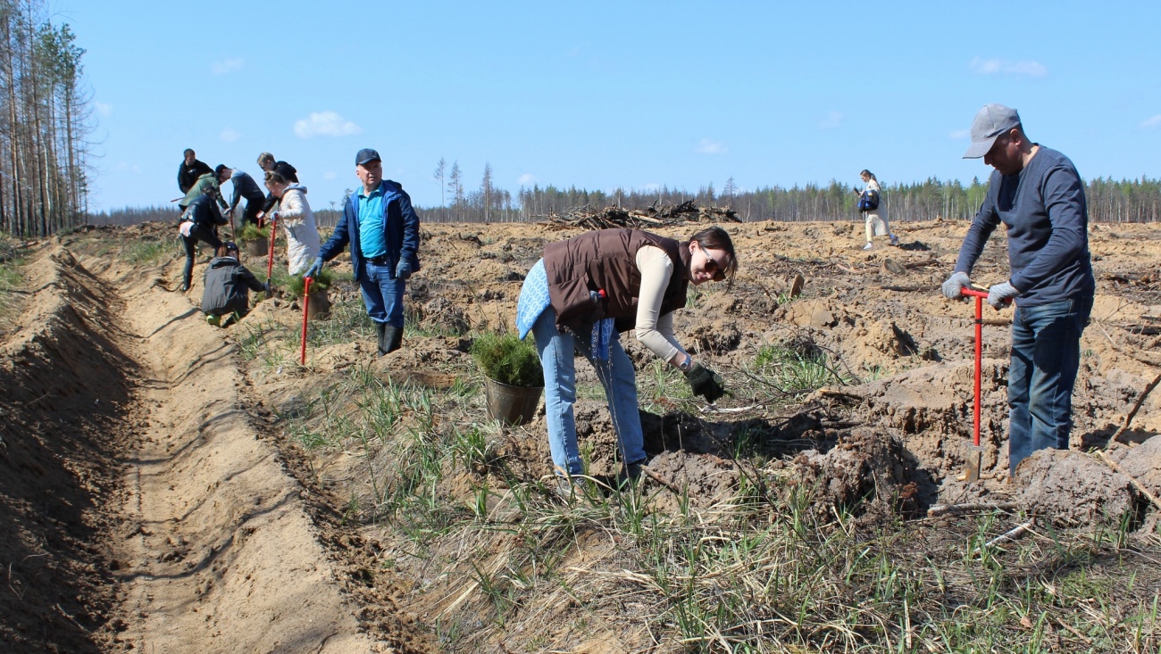 Сотрудники Отделения СФР по Марий Эл высадили около 600 молодых сосен