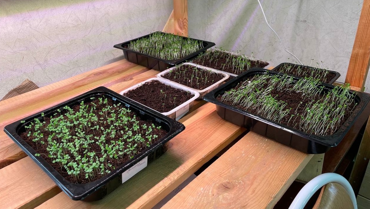 Озеленители Центрального парка Йошкар-Олы приступили к посеву цветов