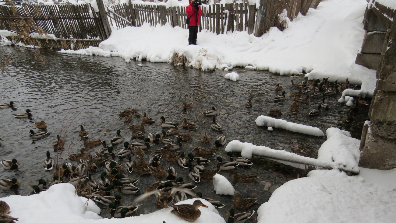 В Сосновой роще и парке «Марий Чодра» посчитали водоплавающих