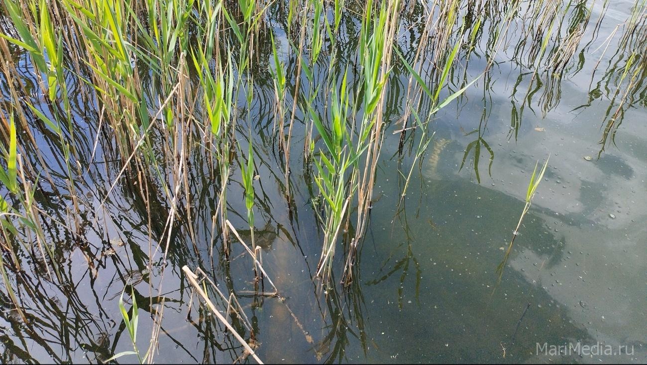 В Марий Эл в домашнем пруду утонула 88-летняя старушка