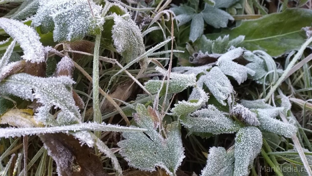 Жителей Марий Эл предупреждают о заморозках