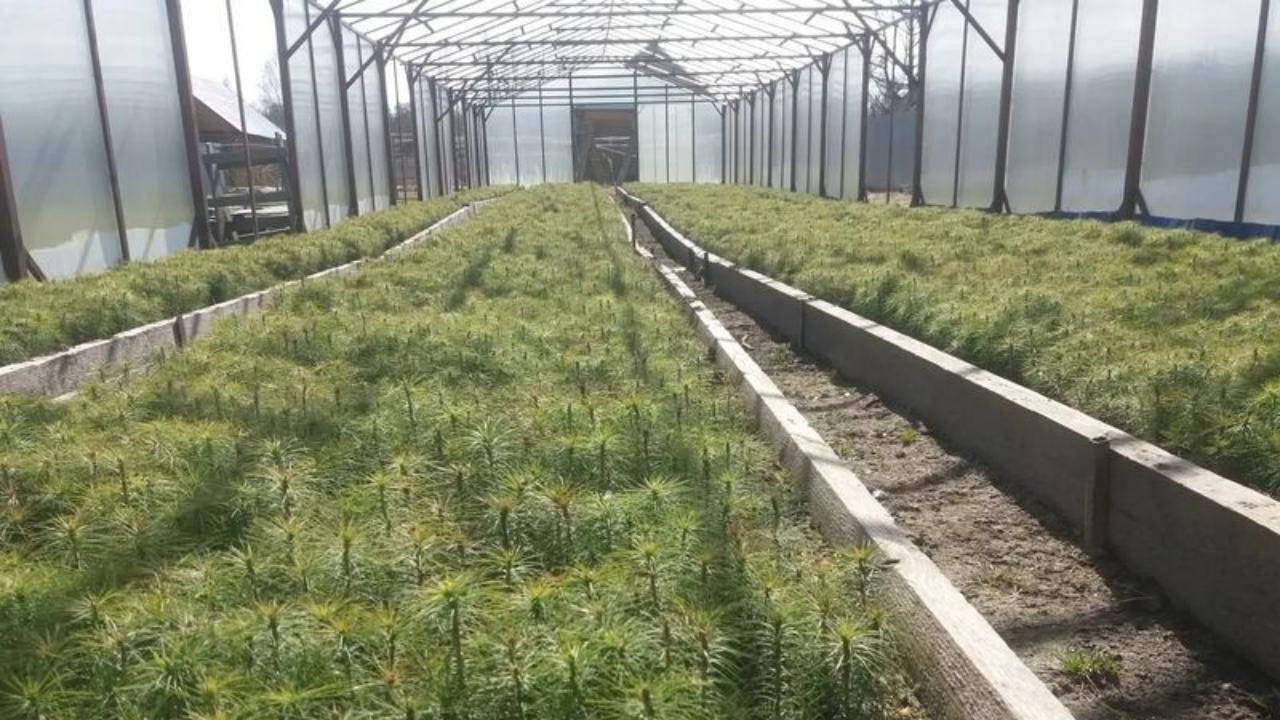 К посадке леса в Марий Эл приступят после прогрева почвы