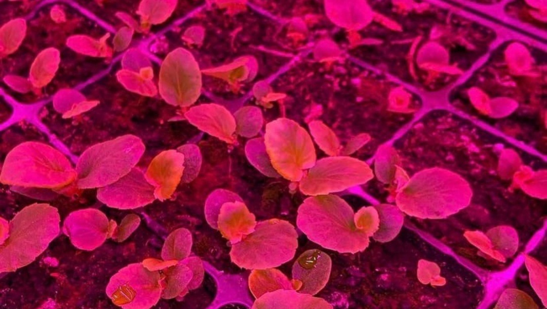 В теплицах МУП «Город» включили отопление