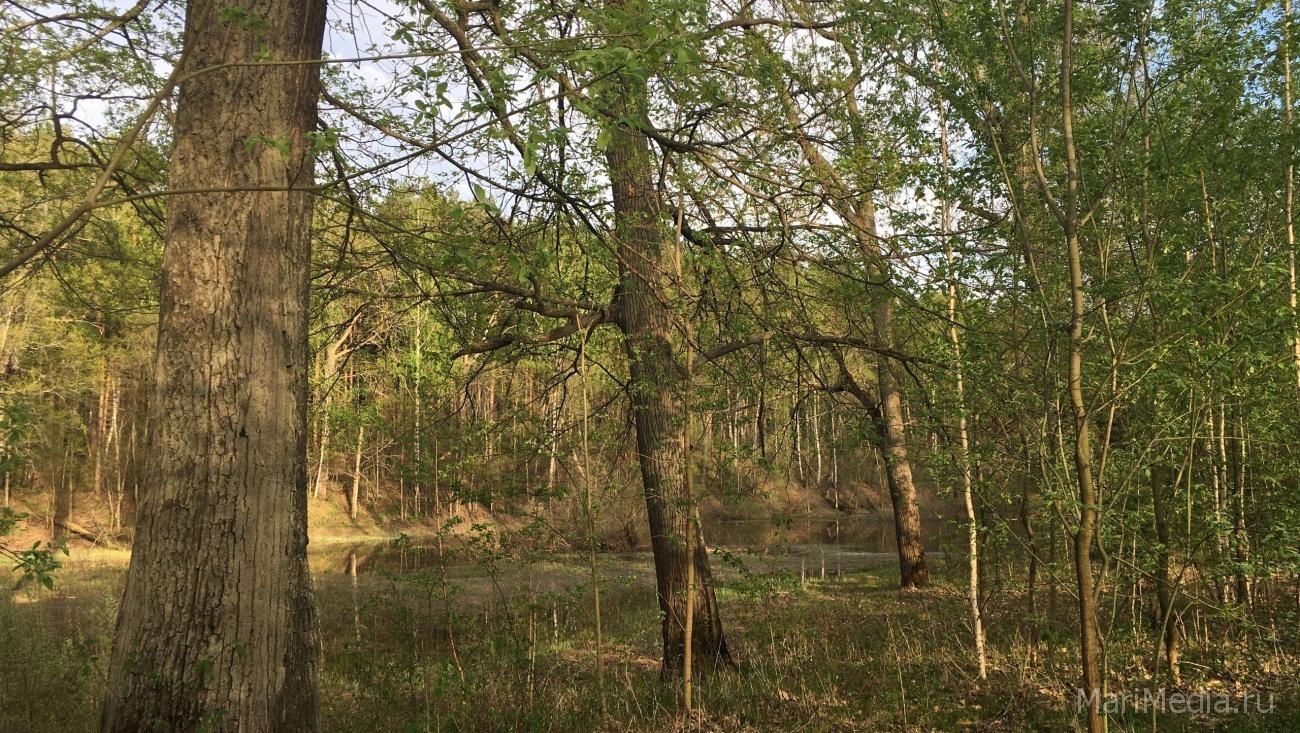 В Марий Эл до 5 июля ограничили пребывание в лесах