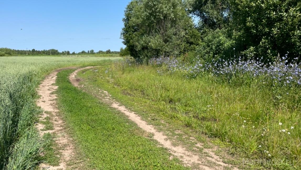 Жара в  Марий Эл в эти дни усилится почти до +30 градусов