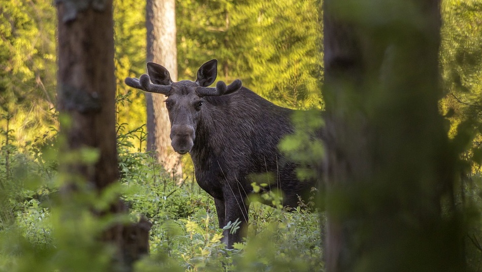 В Марий Эл произошло очередное ДТП с лосем