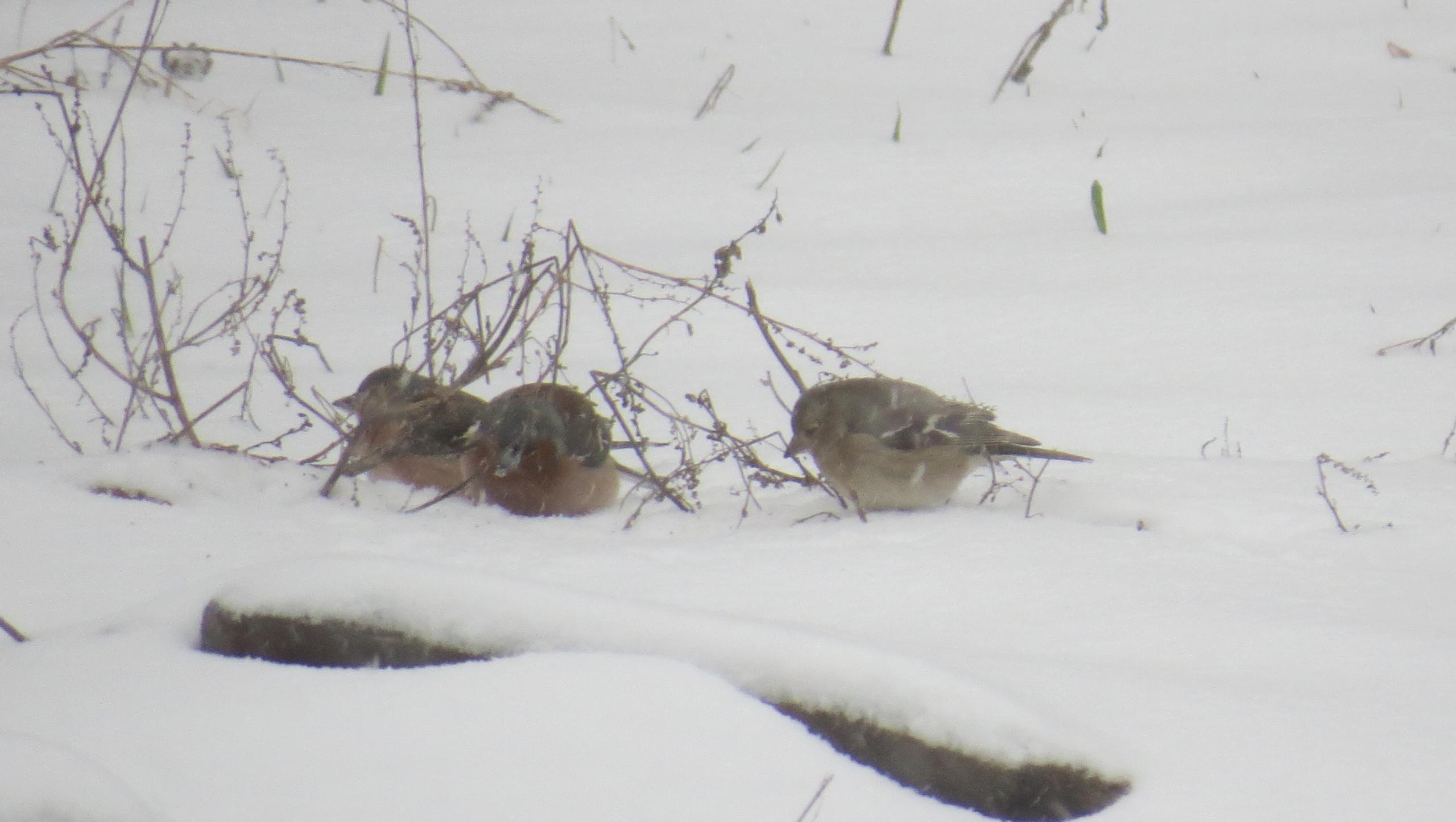 В Марий Эл перелётные птицы оказались не готовы к снегу