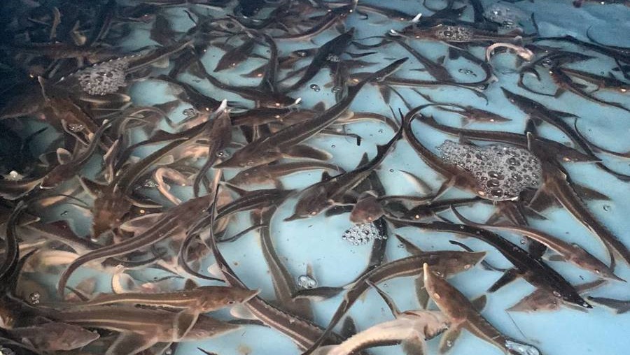 В Волгу выпустили более 35 тысяч краснокнижной стерляди