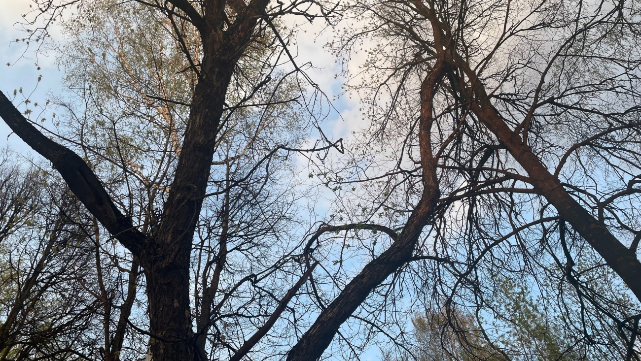 В Марий Эл поднимется ветер