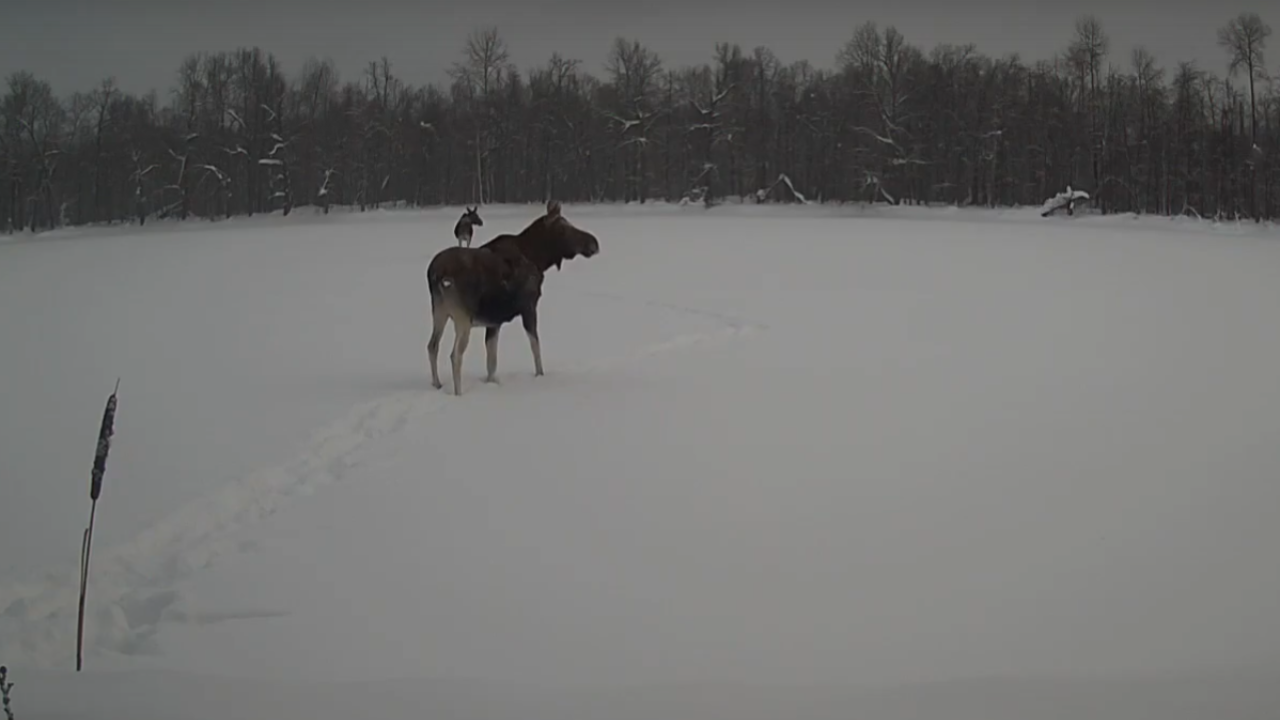 В марийском заповеднике беременная лосиха едва не провалилась под лёд  