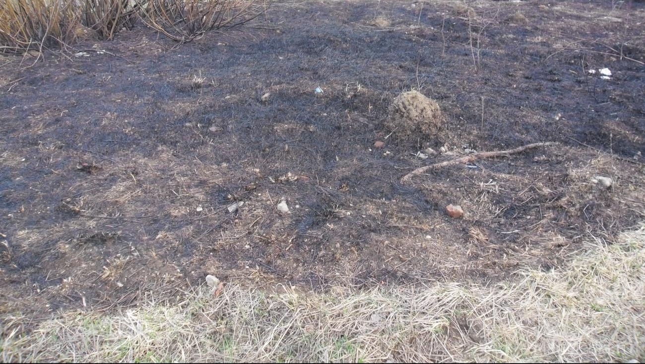 В Марий Эл оштрафованы 7 человек за пал сухой травы