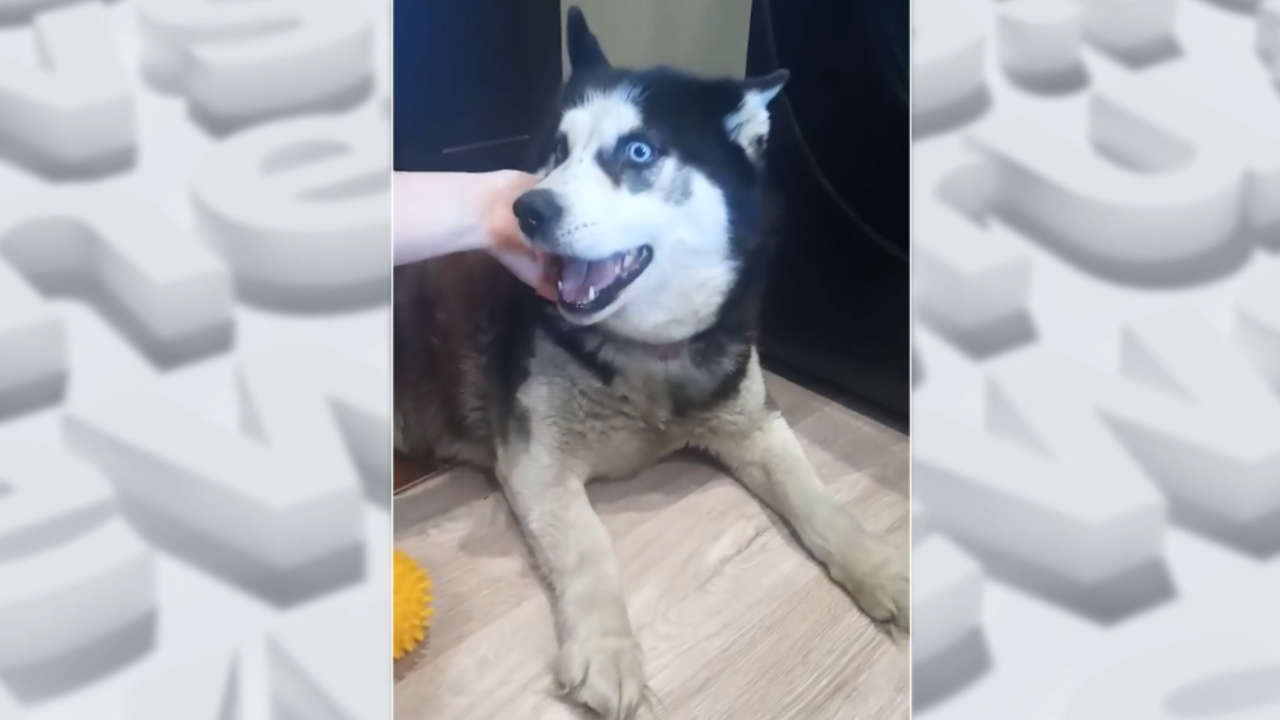 Участник СВО нашёл свою собаку в приюте спустя два года