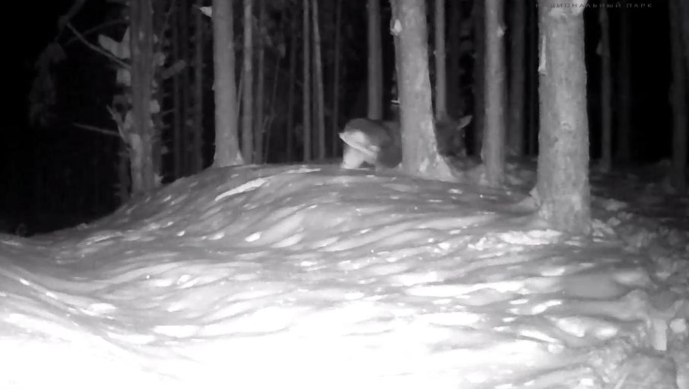 Животные в лесах Марий Эл выживают, как могут