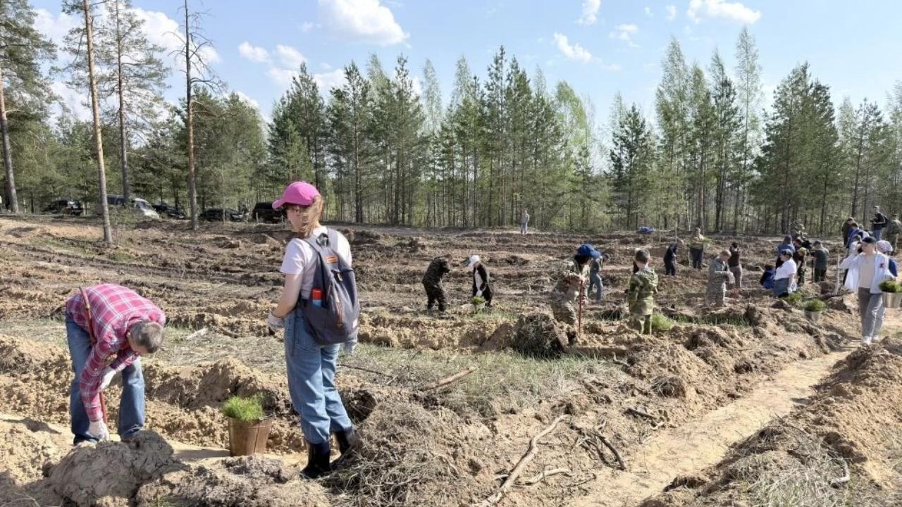 «Сад памяти» в Марий Эл в этом году пополнят более 300 тысяч деревьев