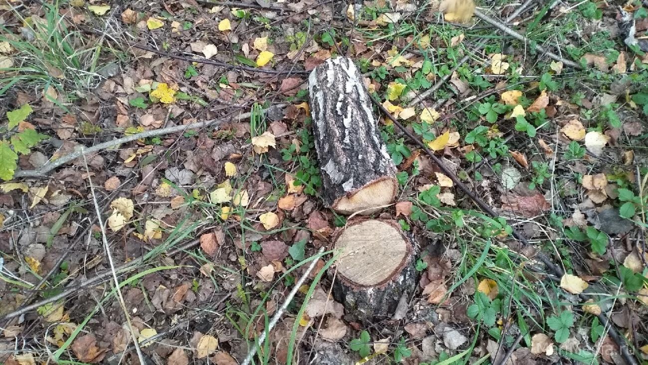 У деревни Шеклянур вырубают березняк