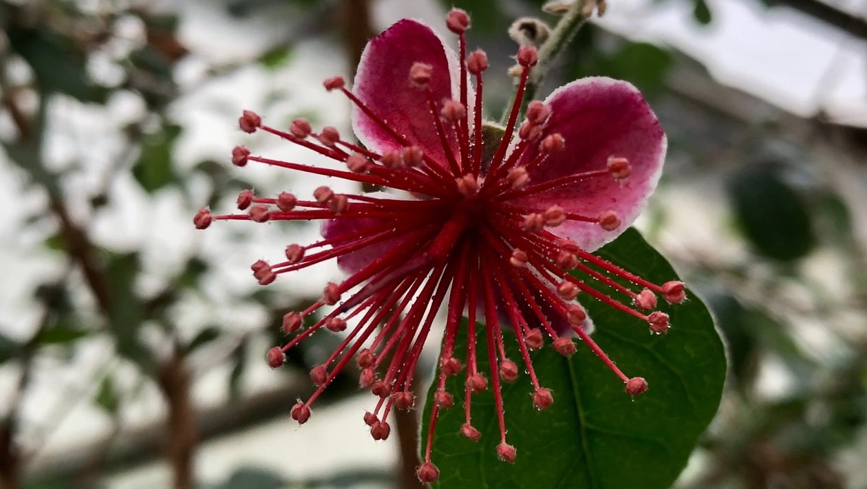 В оранжерее Йошкар-Олы зацвёл фейхоа